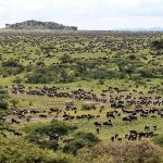 Wildlife Safaris in Masai Mara Kenya.